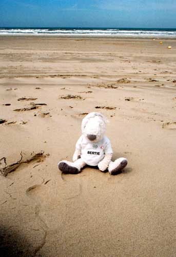 Bertie on a beach